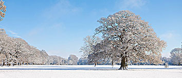 法新社：尼斯队长丹特因膝盖伤势将缺席对阵大巴黎的比赛，丹尼斯对战德文